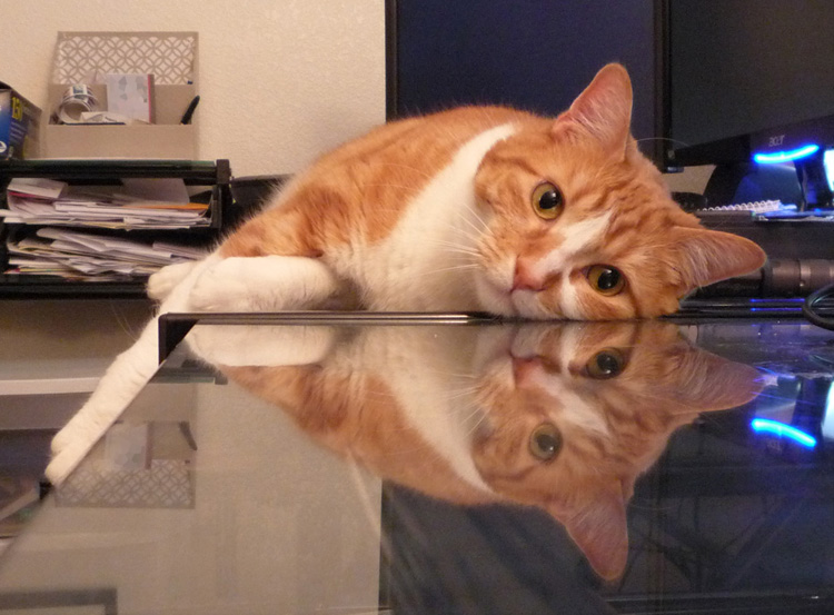 Dwarf Kitty